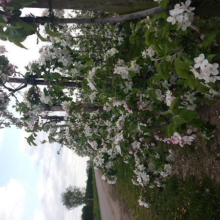 安里美思木里可住宿加早餐旅馆 Maurik 外观 照片